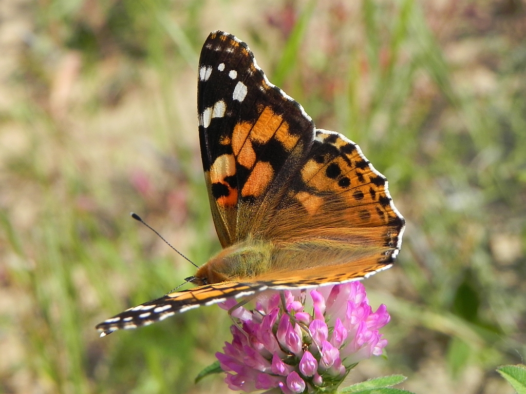 Rusałka osetnik (Vanessa cardui, syn. Cynthia cardui)