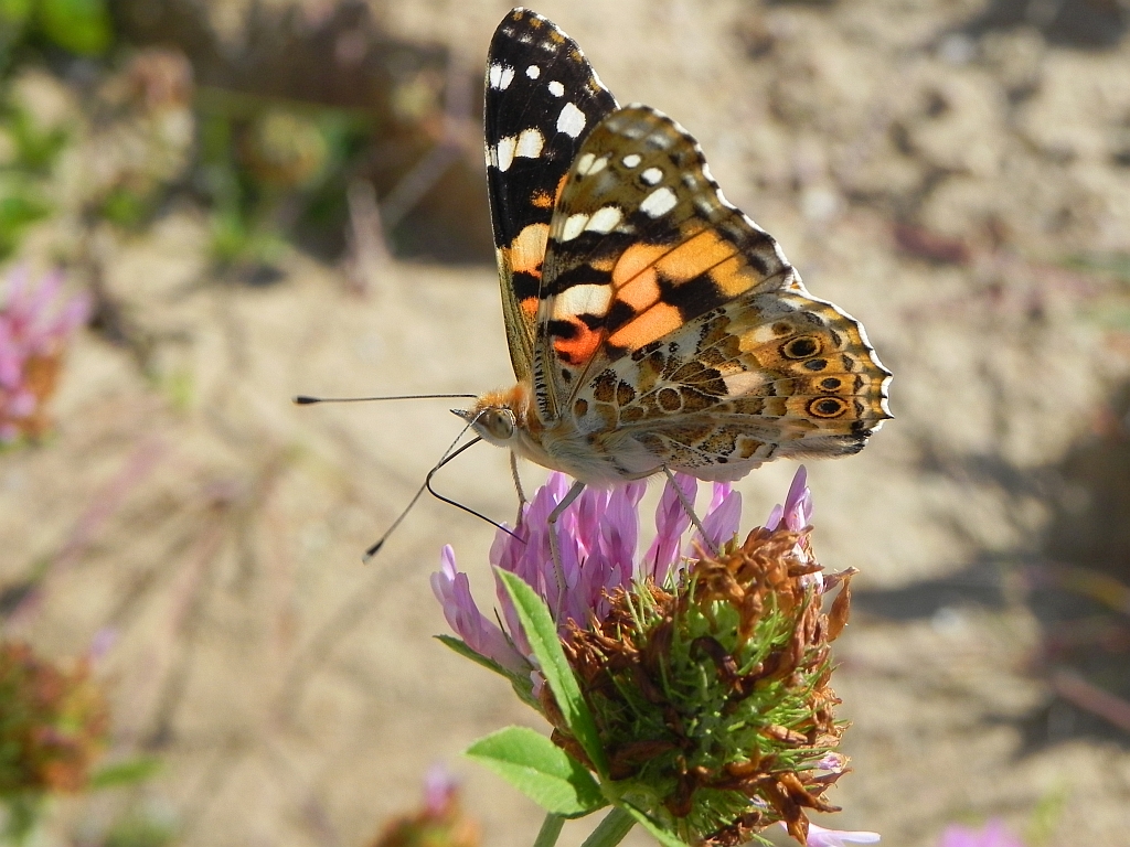 Rusałka osetnik (Vanessa cardui, syn. Cynthia cardui)