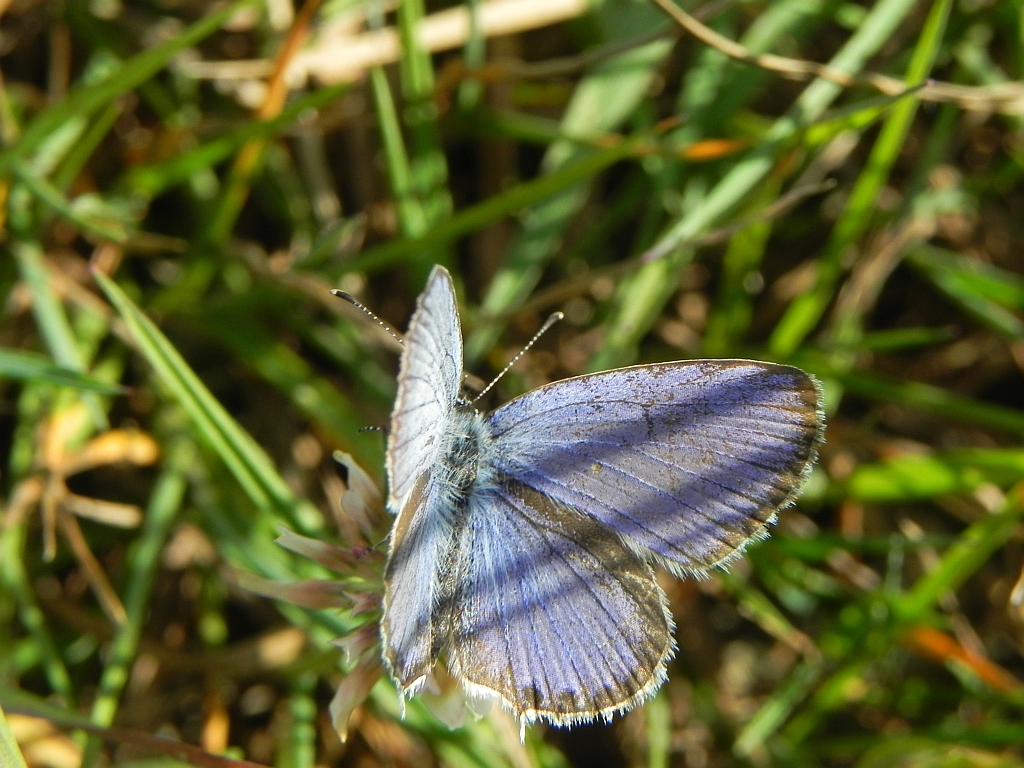 Modraszek argiades (Cupidio argiades)