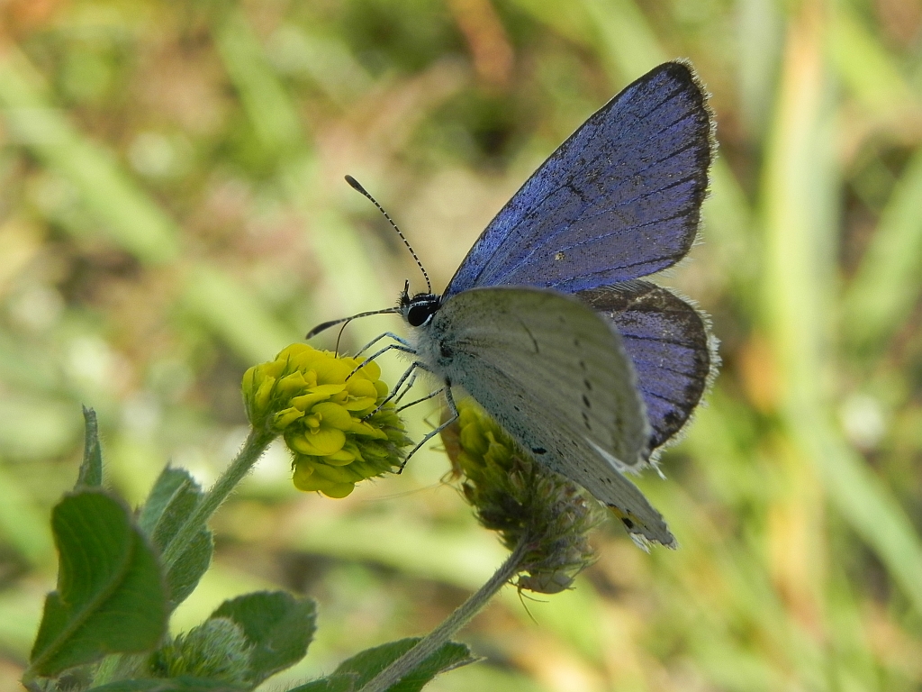 Modraszek argiades (Cupidio argiades)