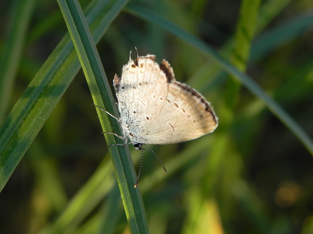 Modraszek argiades (Cupidio argiades)