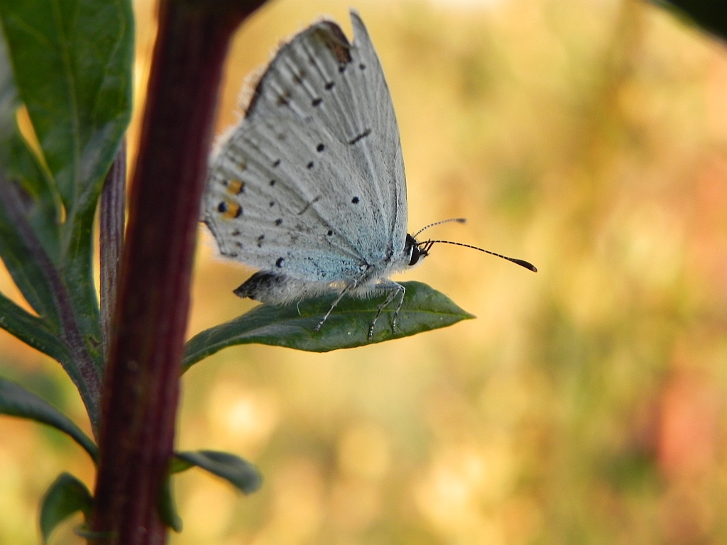 Modraszek argiades (Cupidio argiades)