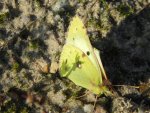 Szlaczkoń siarecznik (Colias hyale)