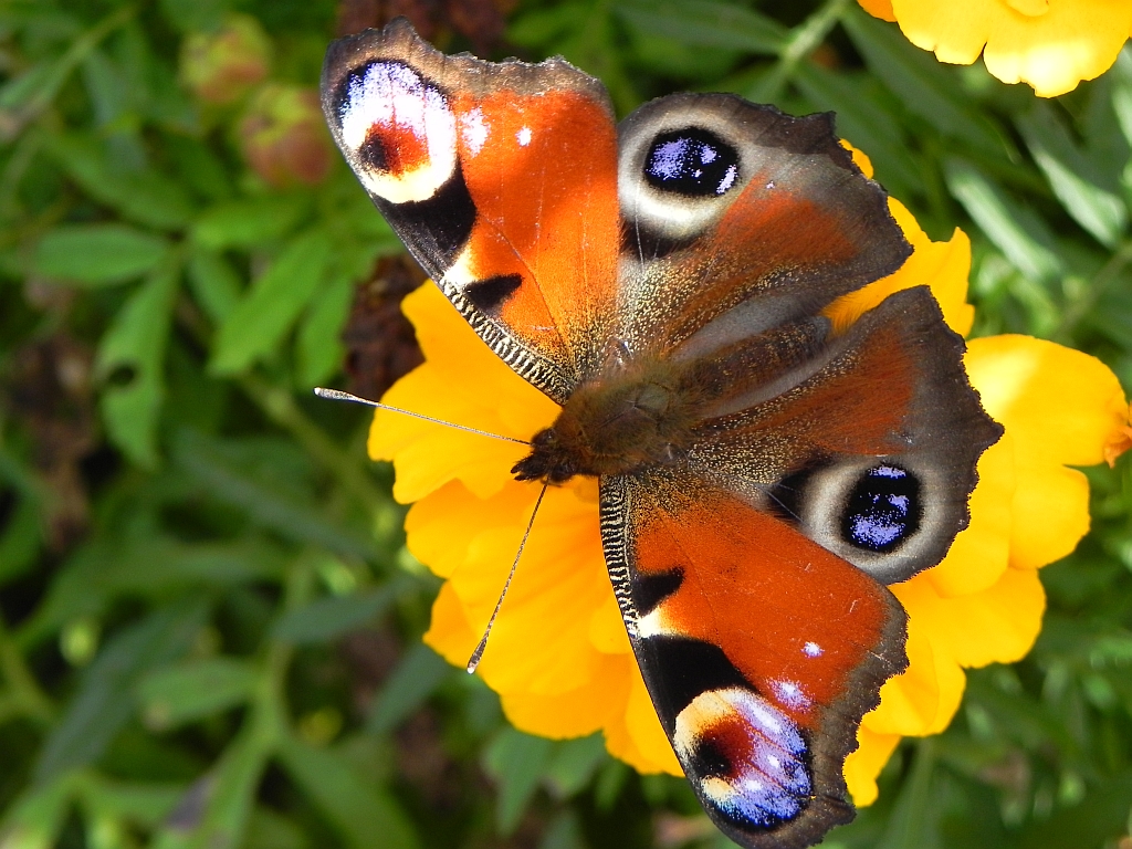 Rusałka pawik (Inachis io)