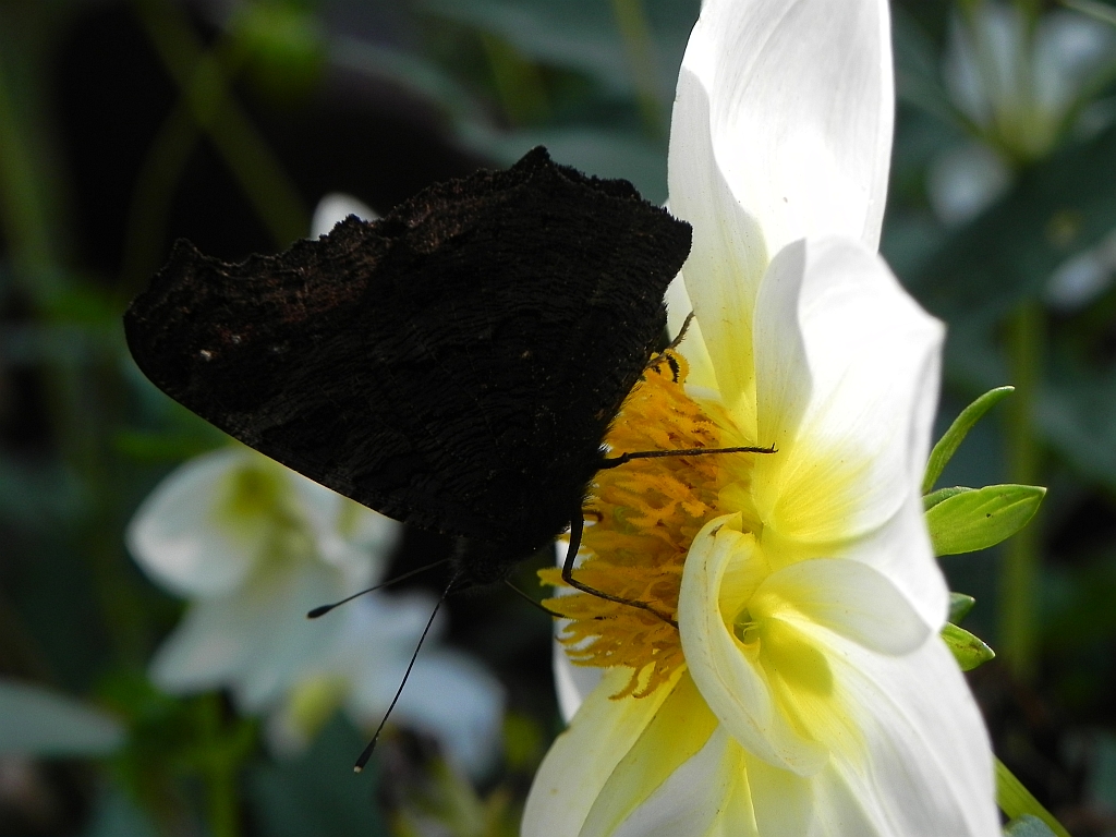 Rusałka pawik (Inachis io)