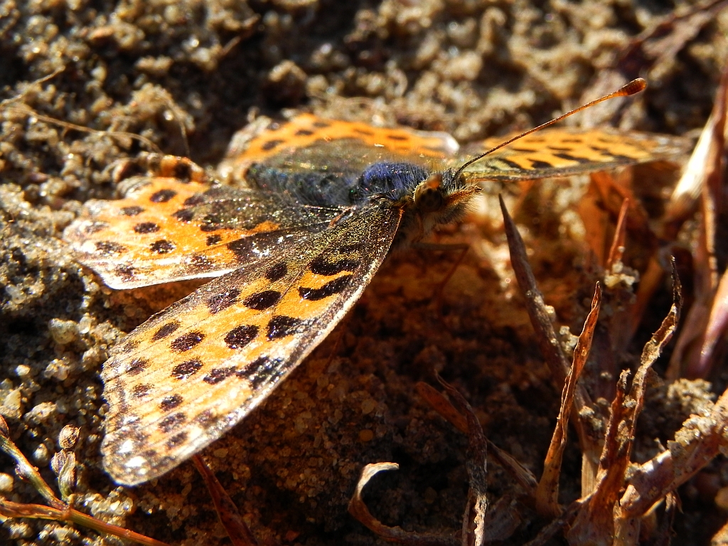 Dostojka latonia (Issoria lathonia)