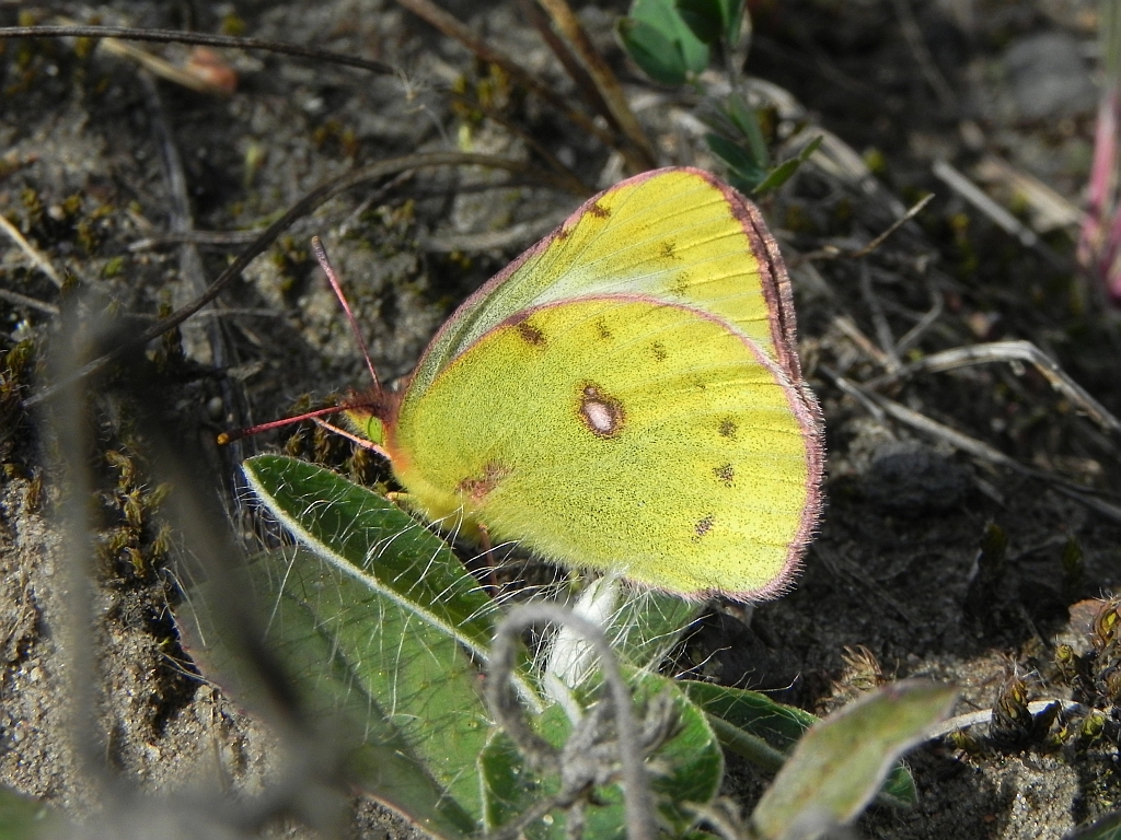 Szlaczkoń siarecznik (Colias hyale)