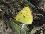 Szlaczkoń siarecznik (Colias hyale)