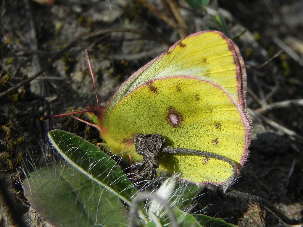 Szlaczkoń siarecznik (Colias hyale)
