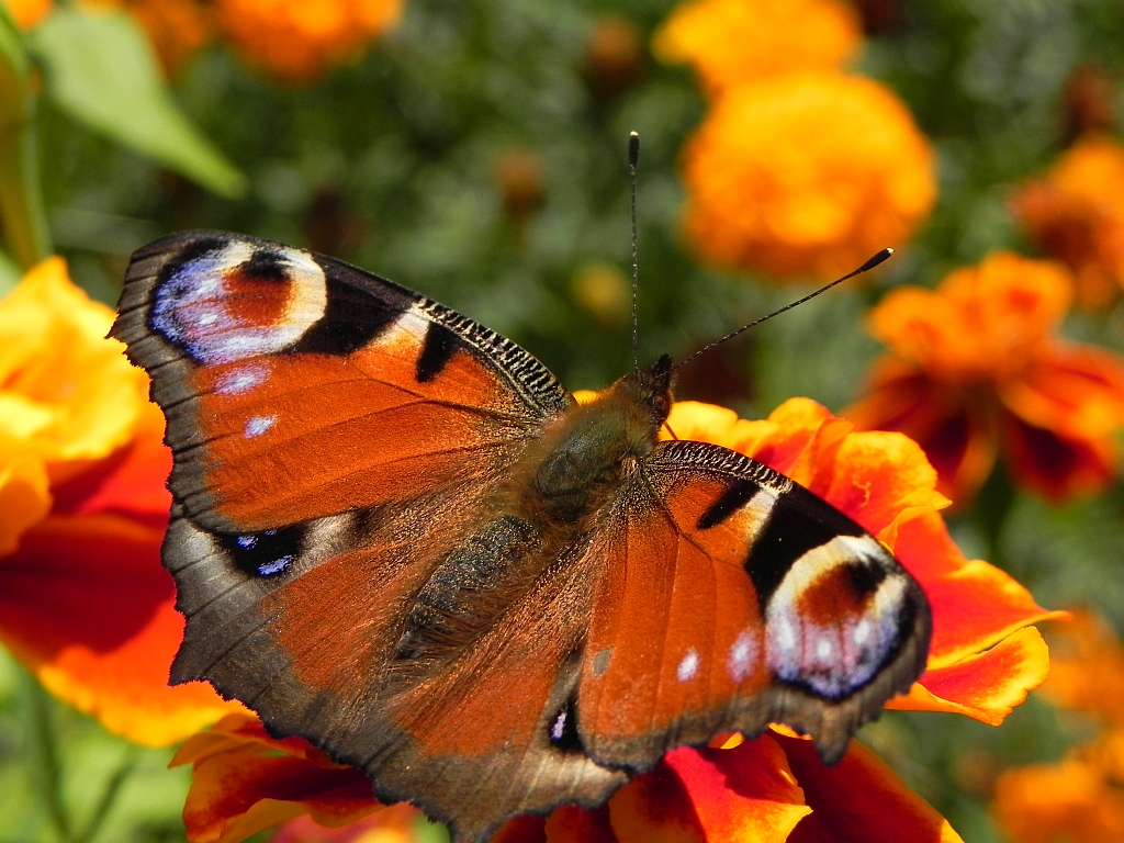 Rusałka pawik (Inachis io)