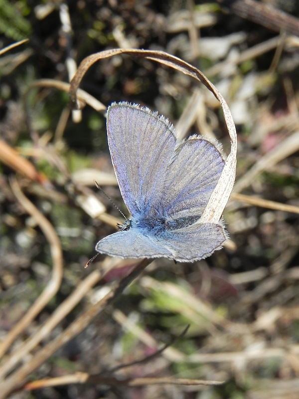 Modraszek ikar (Polyommatus icarus)