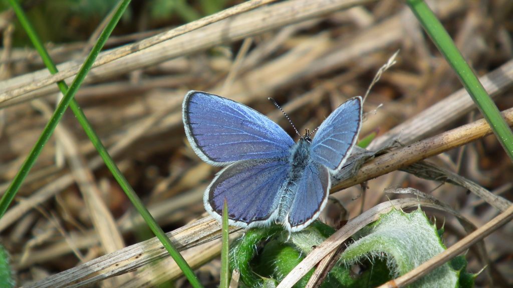 Modraszek argiades (Cupidio argiades)