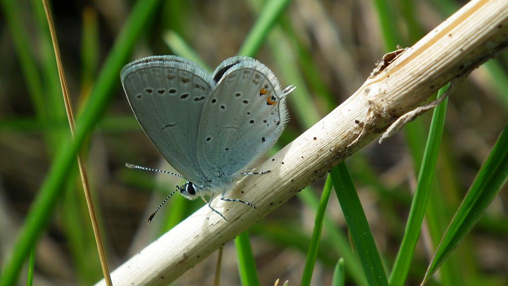 Modraszek argiades (Cupidio argiades)