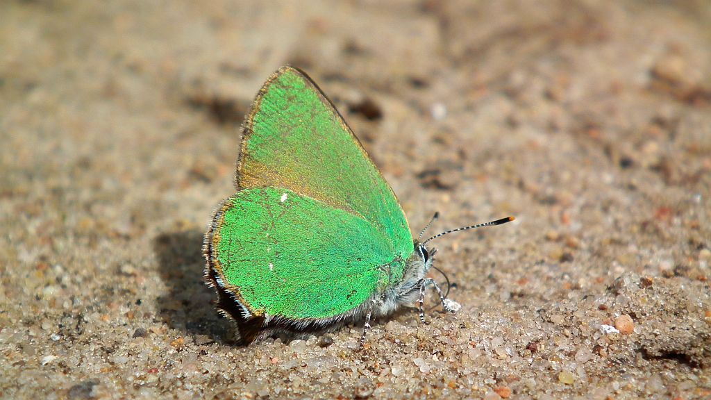 Zieleńczyk ostrężyniec (Callophrys rubi)