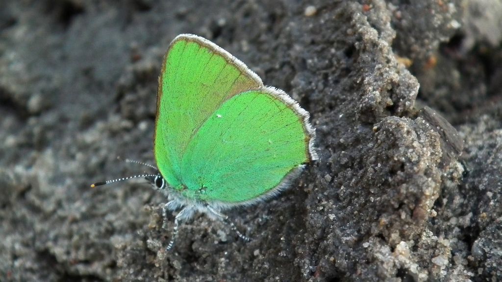 Zieleńczyk ostrężyniec (Callophrys rubi)