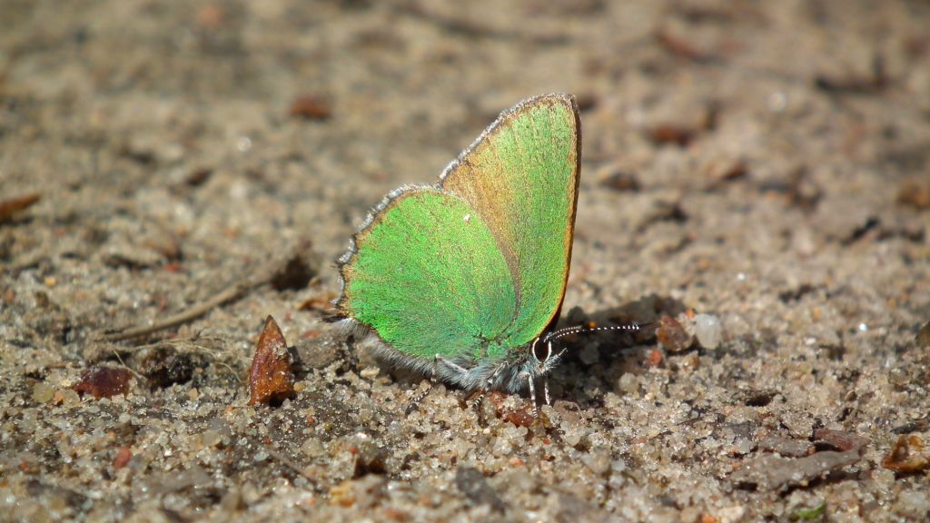 Zieleńczyk ostrężyniec (Callophrys rubi)
