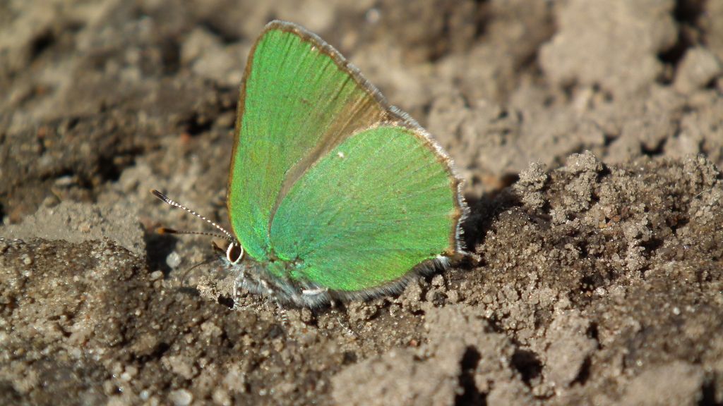 Zieleńczyk ostrężyniec (Callophrys rubi)