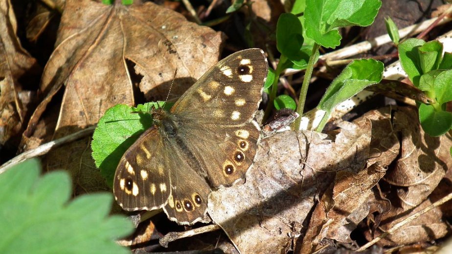 Osadnik egeria (Pararge aegeria)