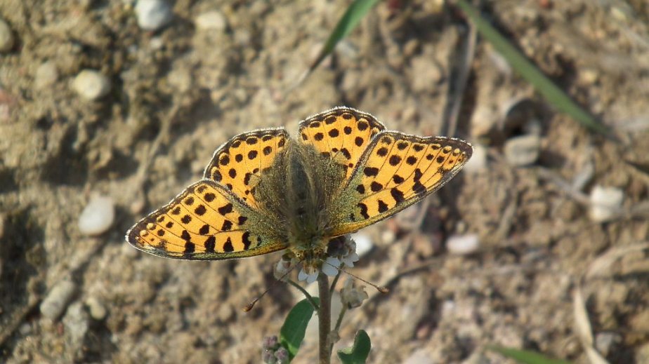 Dostojka latonia (Issoria lathonia)