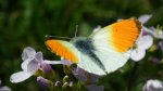 Zorzynek rzeżuchowiec (Anthocharis cardamines)