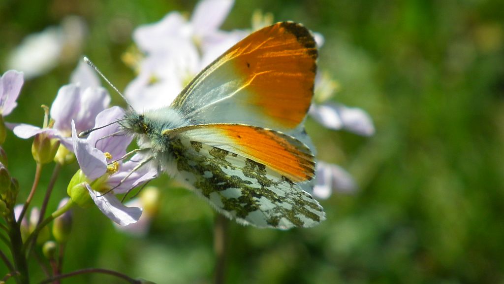 Zorzynek rzeżuchowiec (Anthocharis cardamines)