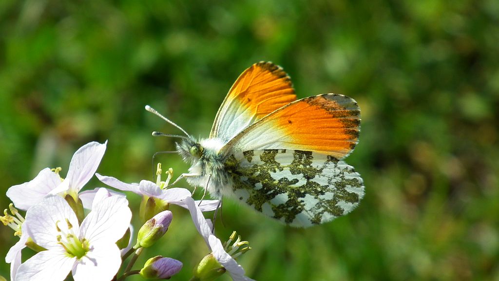Zorzynek rzeżuchowiec (Anthocharis cardamines)