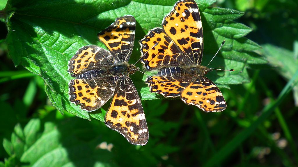 Rusałka kratkowiec (Araschnia levana)