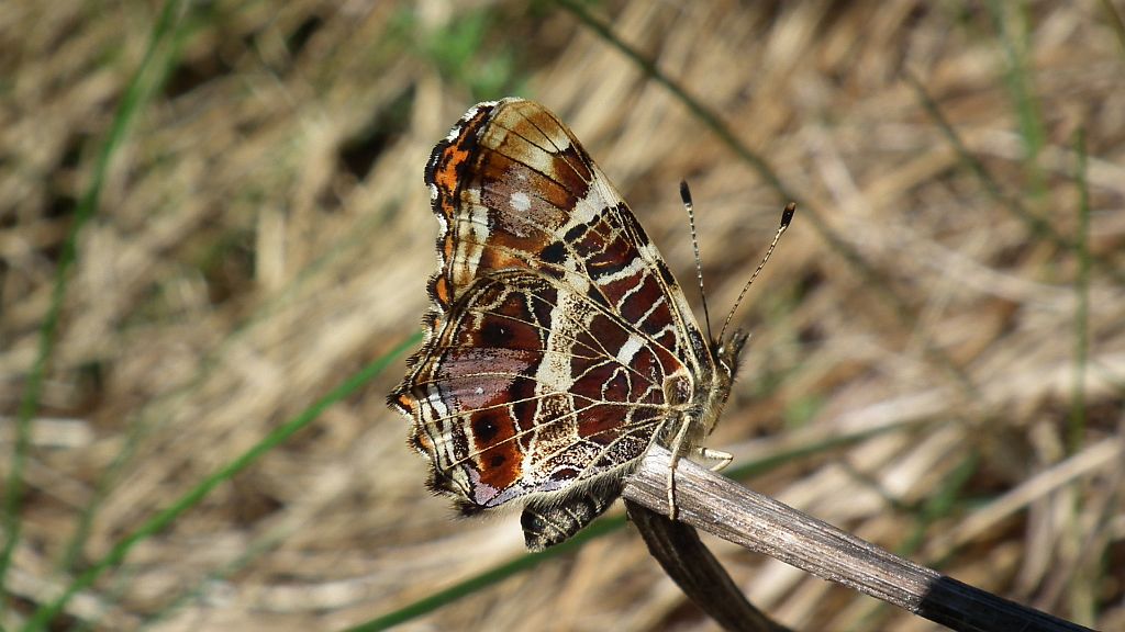 Rusałka kratkowiec (Araschnia levana)