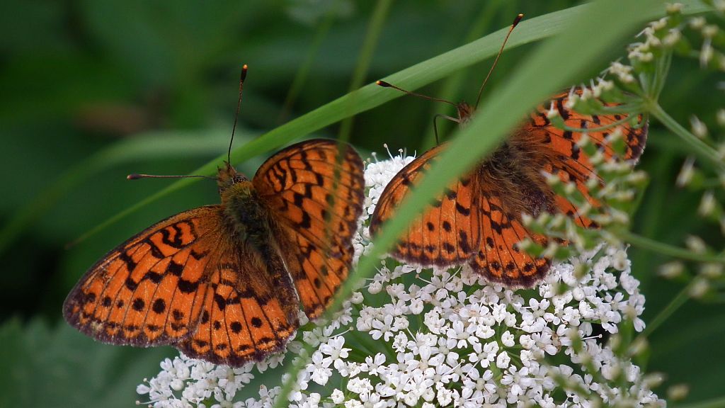 Dostojka aglaja (Argynnis aglaja)