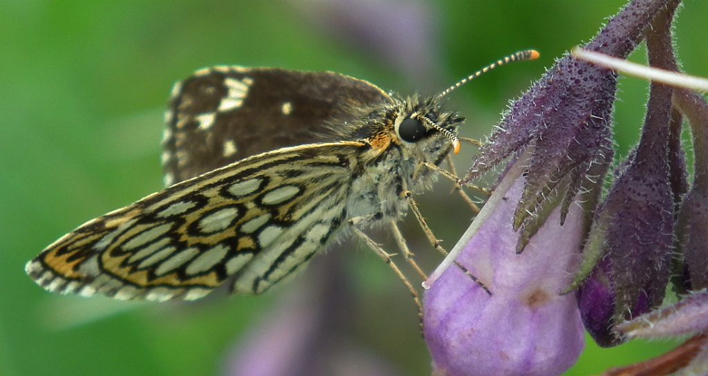Rojnik morfeusz (Heteropterus morpheus)