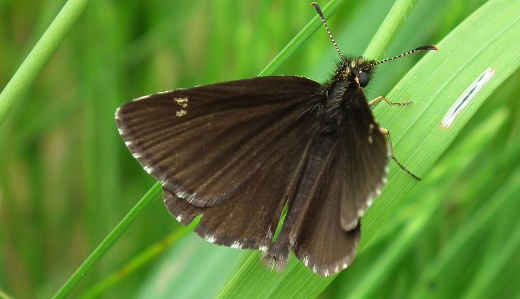 Rojnik morfeusz (Heteropterus morpheus)