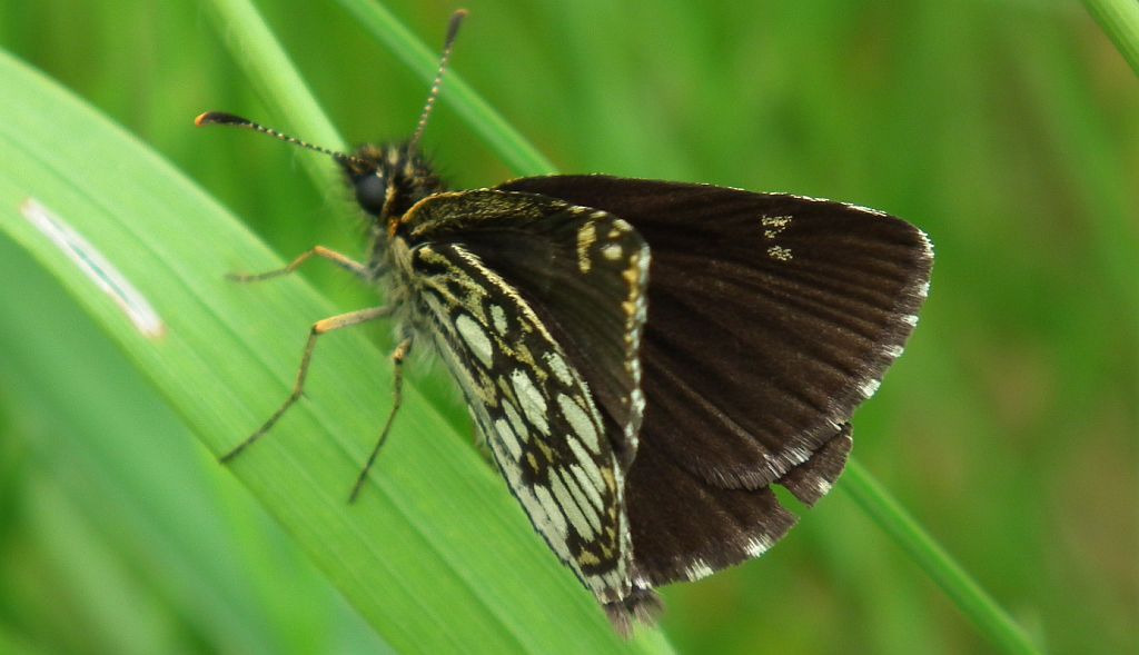 Rojnik morfeusz (Heteropterus morpheus)