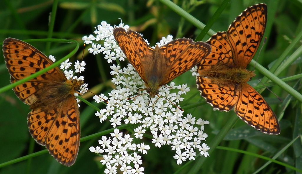 Dostojka aglaja (Argynnis aglaja)