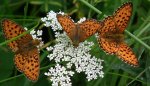 Dostojka aglaja (Argynnis aglaja)