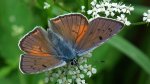 Czerwończyk zamgleniec (Lycaena alciphron)