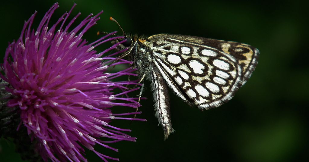 Rojnik morfeusz (Heteropterus morpheus)
