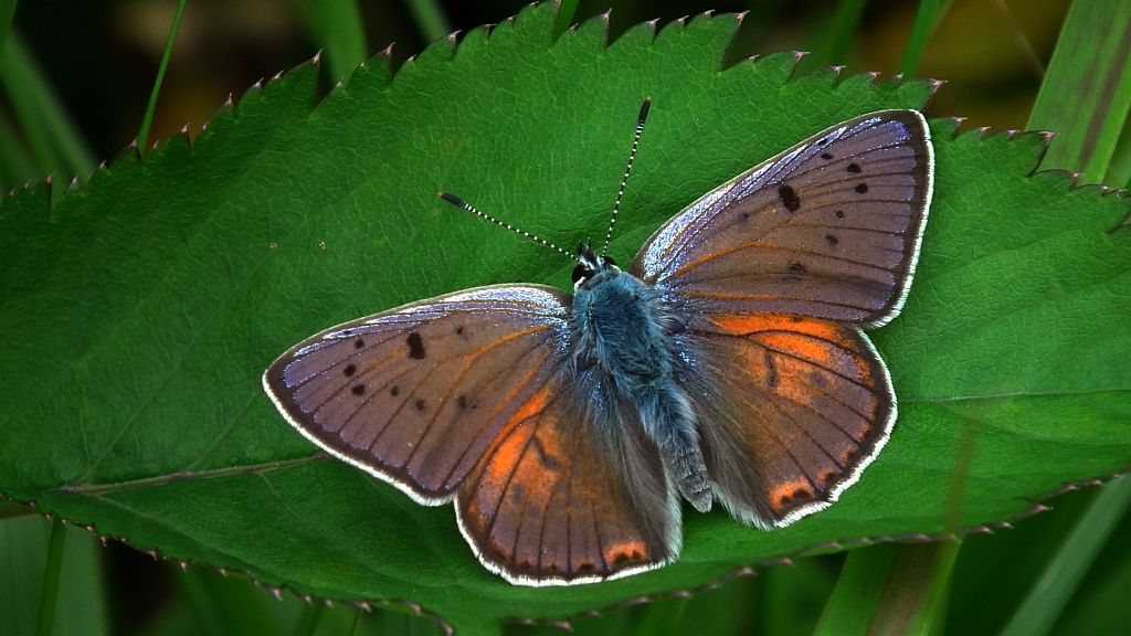 Czerwończyk zamgleniec (Lycaena alciphron)
