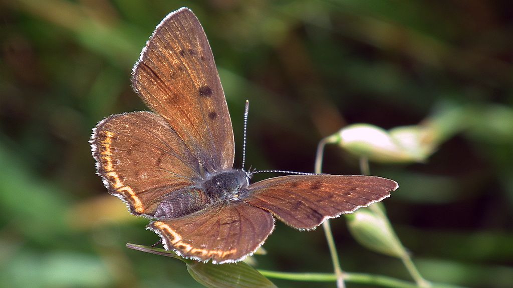 Czerwończyk fioletek (Lycaena helle)