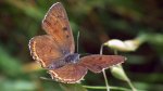 Czerwończyk fioletek (Lycaena helle)