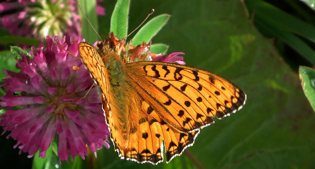 Dostojka dafne (Brenthis daphne)