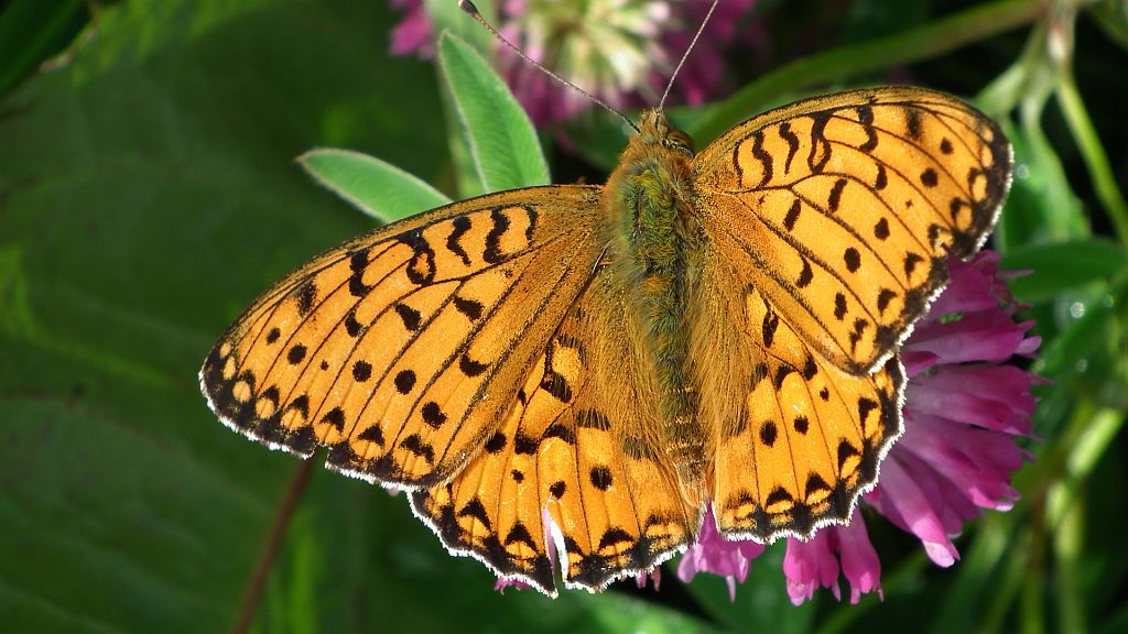 Dostojka dafne (Brenthis daphne)