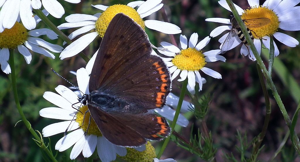 Czerwończyk fioletek (Lycaena helle)