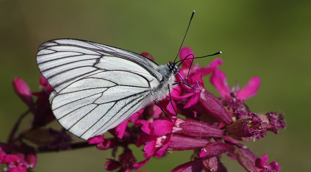 Niestrzęp głogowiec (Aporia crataegi)