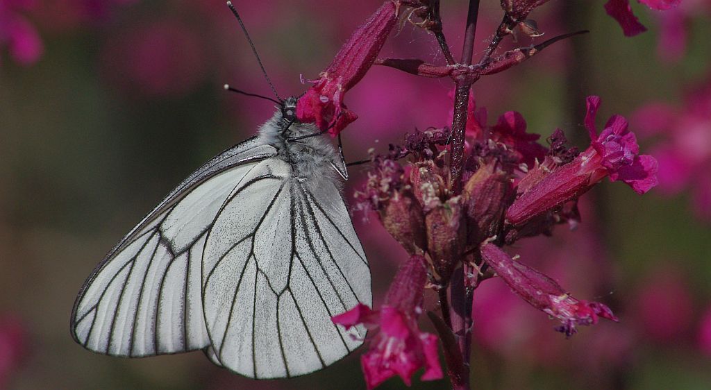 Niestrzęp głogowiec (Aporia crataegi)