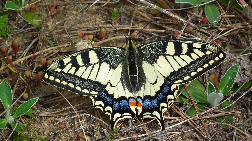 Paź królowej (Papilio machaon)