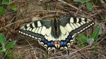 Paź królowej (Papilio machaon)