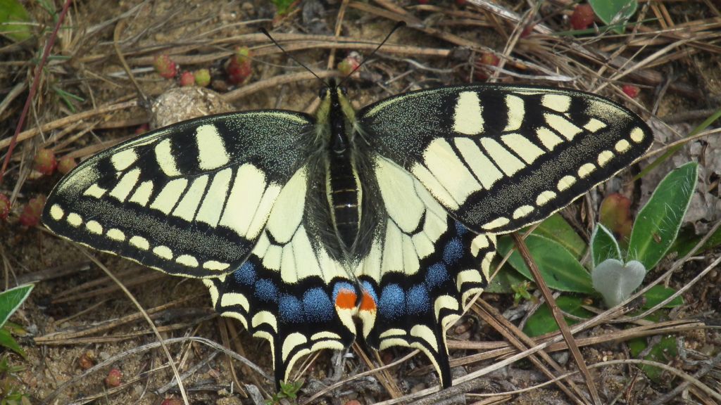 Paź królowej (Papilio machaon)