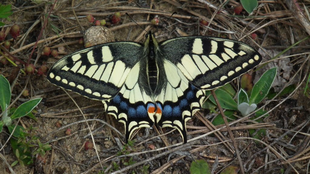 Paź królowej (Papilio machaon)