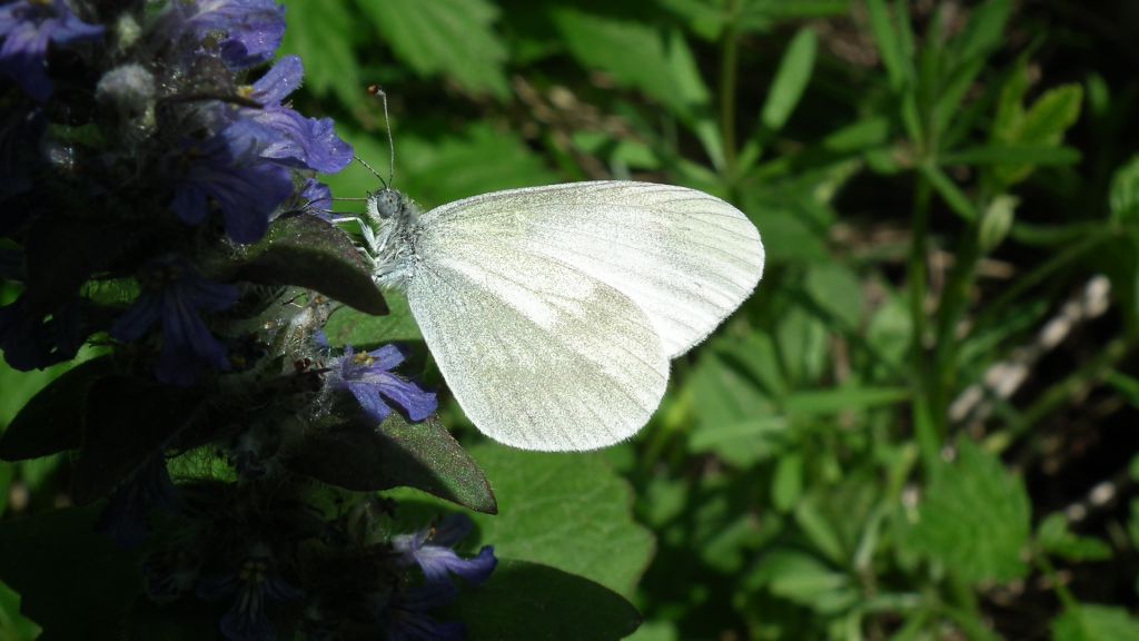 Wietek gorczycznik (Leptidea sinapis)
