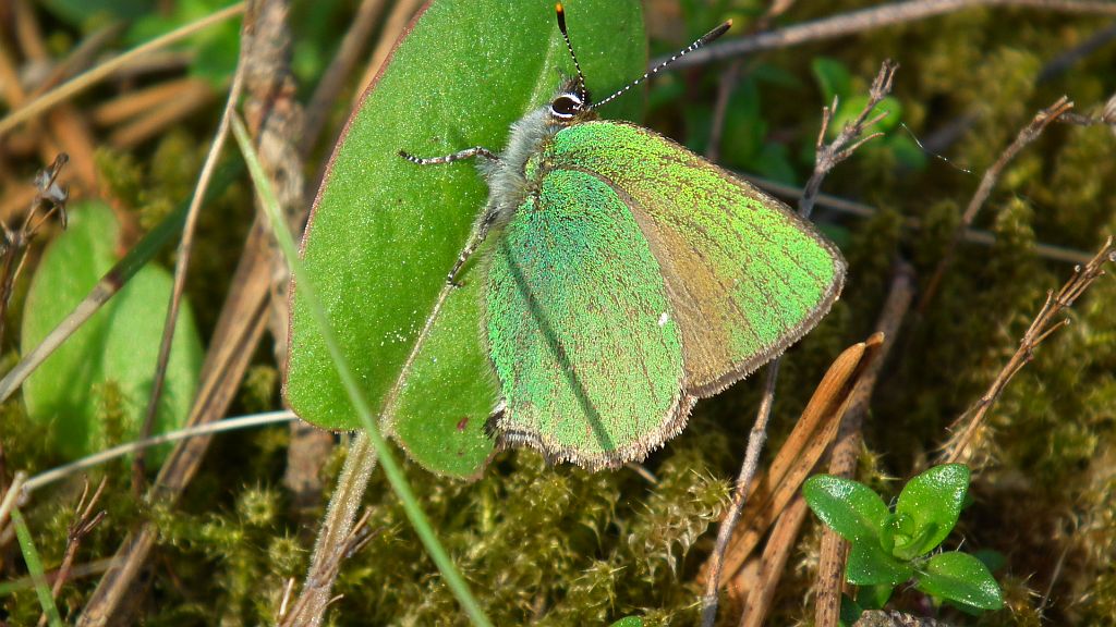 Zieleńczyk ostrężyniec (Callophrys rubi)